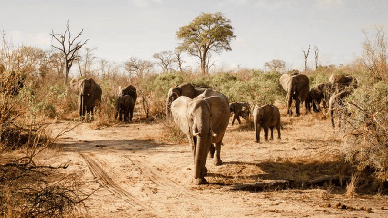 Why Are African Safaris So Expensive?